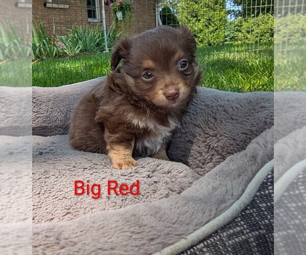 Medium Photo #2 Chihuahua Puppy For Sale in LEBANON, PA, USA