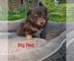 Small #1 Chihuahua