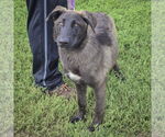 Small #4 German Shepherd Dog-Huskies  Mix