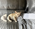 Small Photo #4 French Bulldog Puppy For Sale in NISKAYUNA, NY, USA