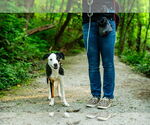 Small #5 Beagle-Border Collie Mix