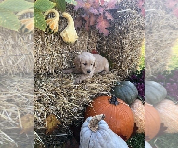 Medium Photo #15 Golden Retriever Puppy For Sale in LODI, NY, USA