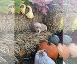 Small Photo #15 Golden Retriever Puppy For Sale in LODI, NY, USA