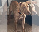 Small #1 American Bulldog Mix