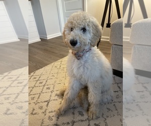 Goldendoodle Puppy for sale in CRESTVIEW, FL, USA
