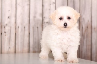 Maltichon Puppy for sale in MOUNT VERNON, OH, USA