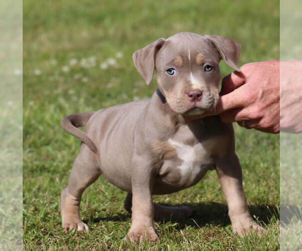 Medium Photo #1 American Bully Puppy For Sale in STAR CITY, AR, USA
