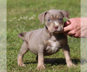 American Bully Puppy for sale in STAR CITY, AR, USA