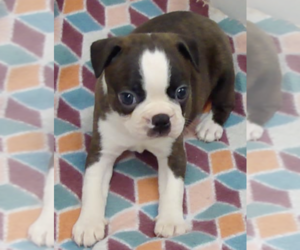 Boston Terrier Puppy for sale in CRKD RVR RNCH, OR, USA