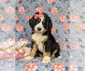 Bernedoodle Puppy for sale in DELTA, PA, USA