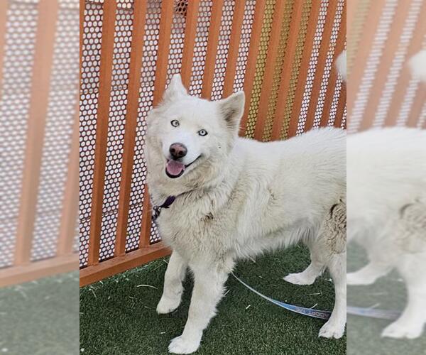 Medium Photo #1 Siberian Husky-Unknown Mix Puppy For Sale in Las Vegas, NV, USA