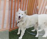 Small Siberian Husky Mix