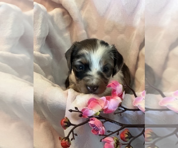Medium Photo #4 Dachshund Puppy For Sale in MURFREESBORO, TN, USA