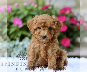 Poodle (Toy) Puppy for sale in BIRD IN HAND, PA, USA