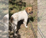 Small #5 Great Pyrenees Mix