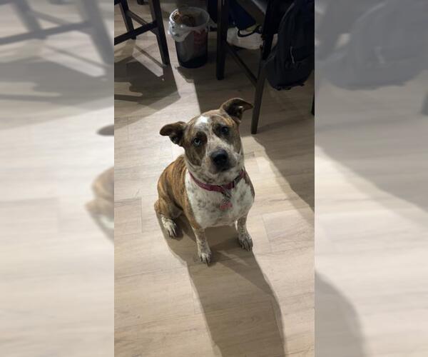 Medium Photo #2 Mutt Puppy For Sale in San Antonio, TX, USA