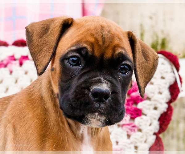 Medium Photo #2 Boxer Puppy For Sale in WAKARUSA, IN, USA