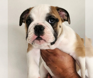 Bulldog Puppy for Sale in MENIFEE, California USA