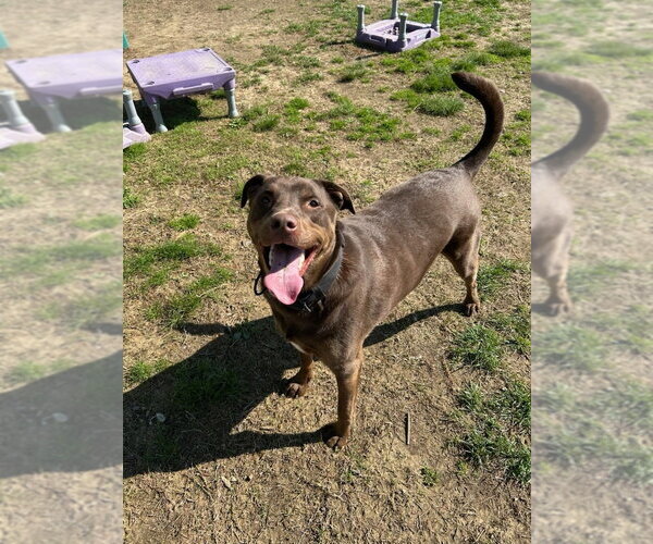 Medium Photo #2 Labrador Retriever Puppy For Sale in Evansville, IN, USA