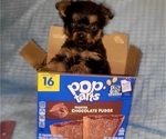 Small Photo #272 Yorkshire Terrier Puppy For Sale in AKRON, OH, USA
