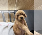 Small Photo #6 Golden Retriever Puppy For Sale in SUFFOLK, VA, USA