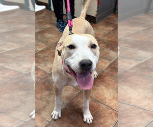 Boxer-Unknown Mix Dogs for adoption in Amarillo, TX, USA
