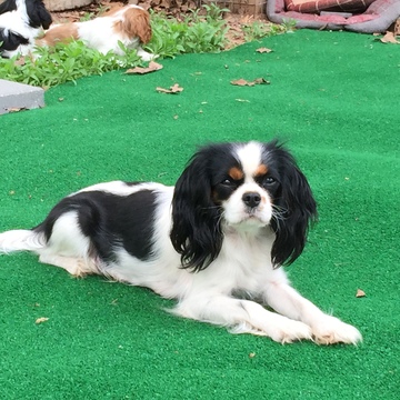 Medium Photo #1 Cavalier King Charles Spaniel Puppy For Sale in OKLAHOMA CITY, OK, USA