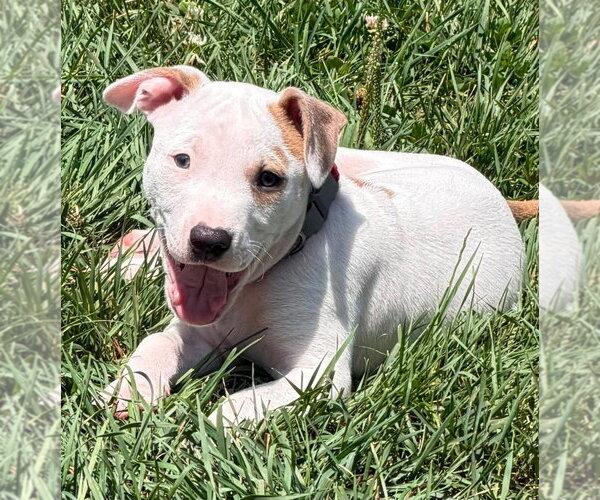 Medium Photo #14 Mutt Puppy For Sale in Wenonah, NJ, USA