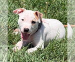 Small #13 Mutt