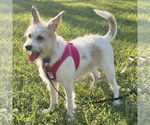 Small #2 Jack Russell Terrier Mix