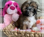 Puppy 3 Shih Tzu