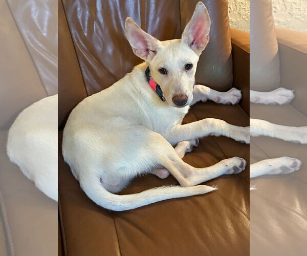 Medium Photo #2 - Mix Puppy For Sale in Hoffman Estates, IL, USA