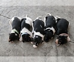 Small Photo #15 Rat Terrier Puppy For Sale in ELLENSBURG, WA, USA