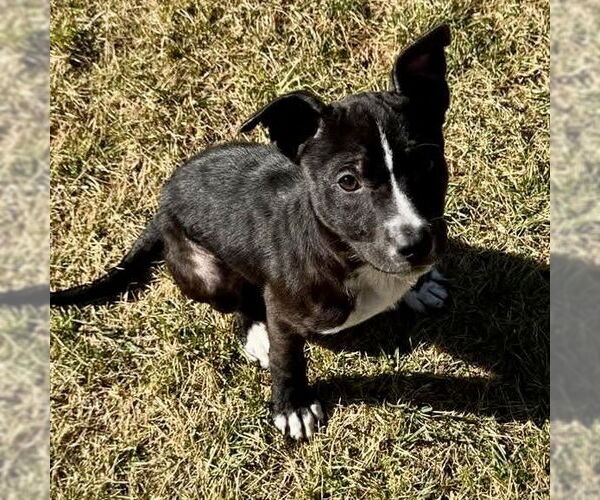 Medium Photo #2 Labrador Retriever-Unknown Mix Puppy For Sale in Spring Lake, NC, USA