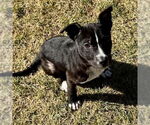 Small #1 Labrador Retriever Mix