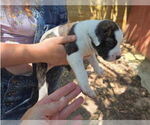 Small #2 American Pit Bull Terrier-Labrador Retriever Mix