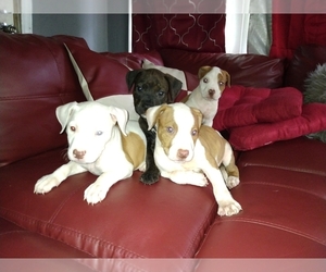 American Bully-American Pit Bull Terrier Mix Puppy for sale in EAST CHICAGO, IN, USA