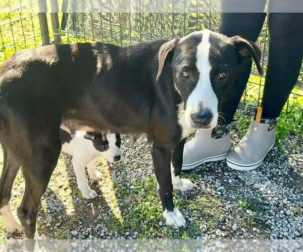 Medium Photo #1 Mutt Puppy For Sale in Abbeville, LA, USA