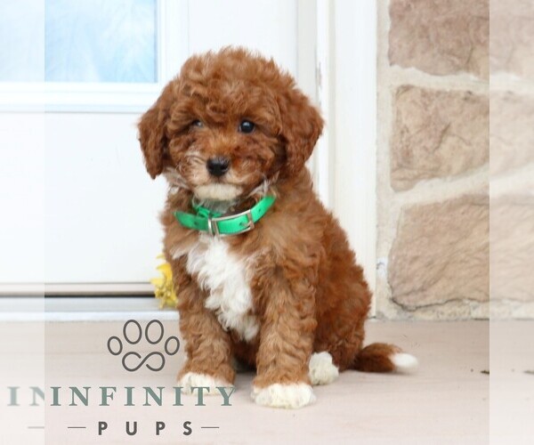 Medium Photo #4 Goldendoodle (Miniature) Puppy For Sale in GORDONVILLE, PA, USA