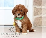 Small #3 Goldendoodle (Miniature)
