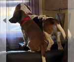 Small #7 Basset Hound