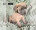 Small #10 Cane Corso