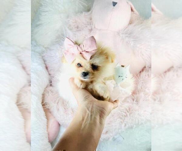 Medium Photo #20 Pomeranian Puppy For Sale in FORT LAUDERDALE, FL, USA