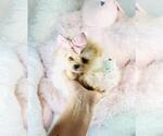 Small #19 Pomeranian