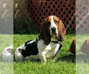 Basset Hound Dogs for adoption in Brookville, OH, USA
