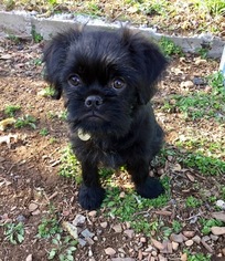 Brussels Griffon Puppy for sale in NEW BRITAIN, CT, USA