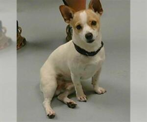 Chihuahua Dogs for adoption in St. Cloud, FL, USA
