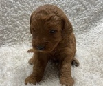 Puppy Puppy 5 Goldendoodle (Miniature)