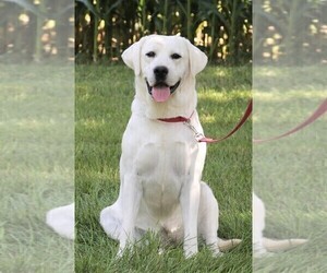 Mother of the Labrador Retriever puppies born on 06/10/2025