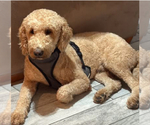 Small #4 Goldendoodle